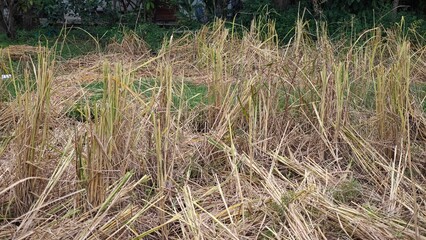 The rice harvest. Straw hay.