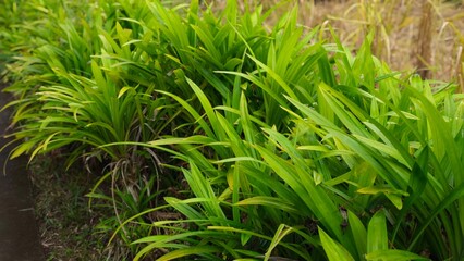 Pandan leaves, used for Thai desserts.