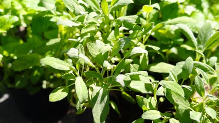 Obraz premium Fresh green leaves of sage.