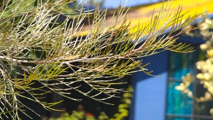 Grevillea, Spider Flower or  Silky oak. © lesyeuxdedidi