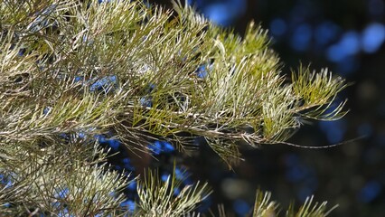 Grevillea, Spider Flower or  Silky oak. © lesyeuxdedidi