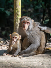 Vertical full portrait of mother and cute baby rhesus macaque aka rhesus monkey or macaca mulatta on path, Lawachara forest national park, Bangladesh