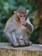 Vertical full portrait of cute young rhesus macaque aka rhesus monkey or macaca mulatta sitting on bridge, Lawachara forest national park, Bangladesh