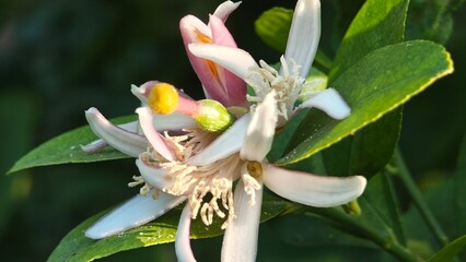 Lemon flowers turned into fruit.