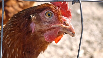 Brown hen in the cage. © lesyeuxdedidi