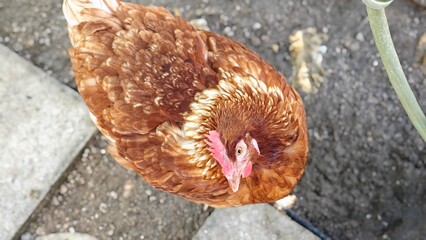 Brown hen in the cage.