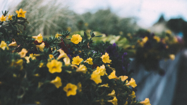 Close-up of yellow flowers with creamy blurred background, creating a dreamy and peaceful summer floral scene.