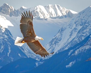 Fototapeta premium Bald Eagle Soaring Over Snow Capped Mountains