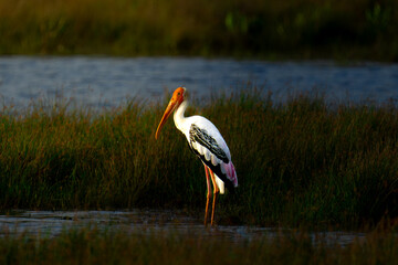 Heron in Wilpattu © Vidath