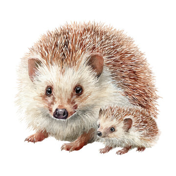 Hedgehog Tenrec With Its Baby, watercolor painting, vector illustration, isolated on a white background.