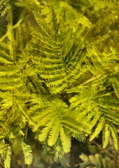 Abstract representation of intertwined fern leaves