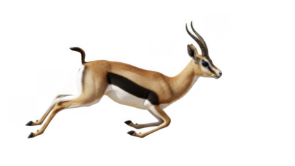 A magnificent gazelle captured in mid-air, showcasing its incredible speed and agility