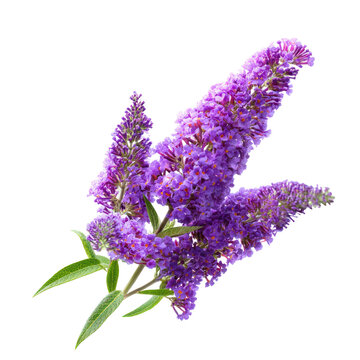 Butterfly bush with violet and purple blooms on transparent background