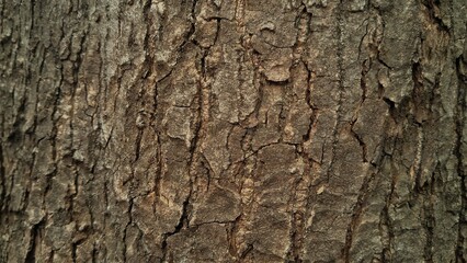 A detailed, close-up view of dark brown, rough, and deeply furrowed tree bark, showing its natural, rugged texture and cracks.