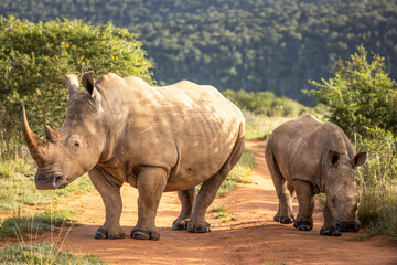 Obraz premium A female white rhinoceros with calf (Ceratotherium simum), Shamwari Private Game Reserve, South Africa.