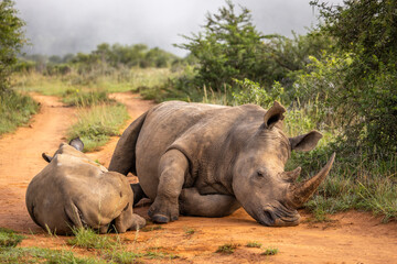 Fototapeta premium A female white rhinoceros with calf (Ceratotherium simum) lies down, Shamwari Private Game Reserve, South Africa.
