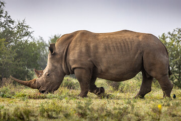 Obraz premium A female white rhinoceros (Ceratotherium simum), Shamwari Private Game Reserve, South Africa.