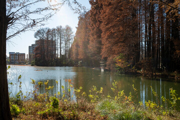 紅葉が美しい公園の風景　さいたま市別所沼公園　12月