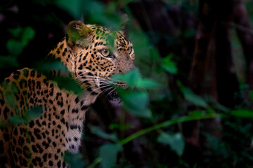 Eyes of the Jungle