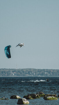 Kitesurfer and seagull over coastal water