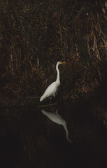 Egret standing in marsh vegetation