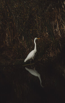 Egret standing in marsh vegetation