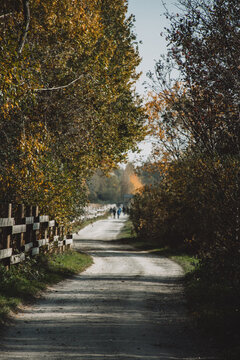 Autumn forest path with walkers