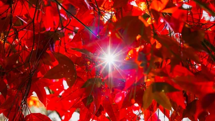 Keuken spatwand met foto Rood Phu kradueng Loei Asia Thailand, Maple leaf. Leaf peeping environment in season winter, spring or autumn. Travel nature holiday background for festivals season, new year card or feeling fresh.   © Яe Life Яe World