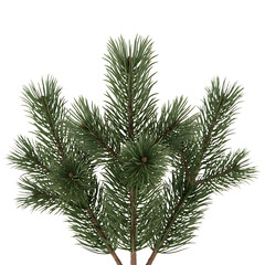 Lush Green Pine Branch Isolated on White Background