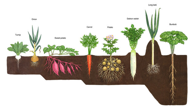 Illustration of various root crops planted in the field
