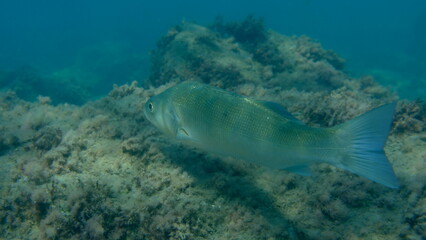 Fototapeta premium European seabass or sea bass (Dicentrarchus labrax) undersea, Ligurian Sea, Italy, Imperia