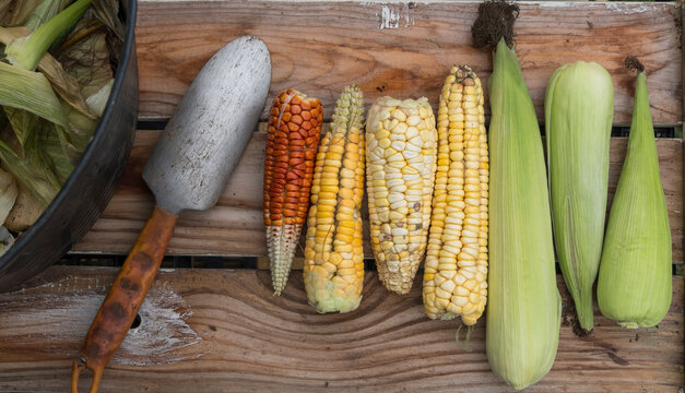 Paleta agr&iacute;cola y mazorcas de millo sobre una madera
