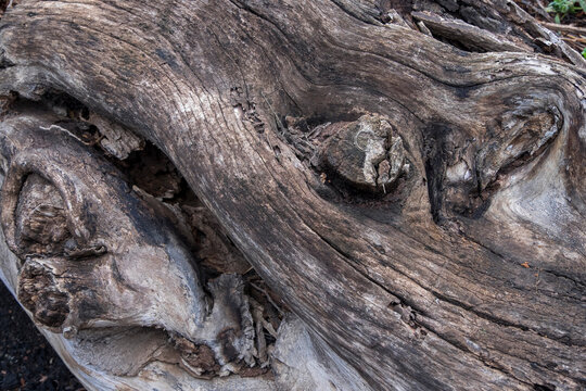 Detalle de la corteza de un viejo &aacute;rbol