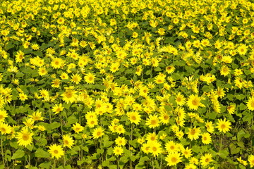 ひまわりの花畑　黄色い絨毯