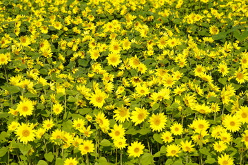 ひまわりの花畑　黄色い絨毯