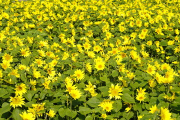 ひまわりの花畑　黄色い絨毯