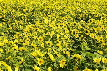 ひまわりの花畑　黄色い絨毯