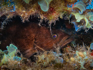 Mottled grouper - Mycteroperca rubra inside a shipwreck