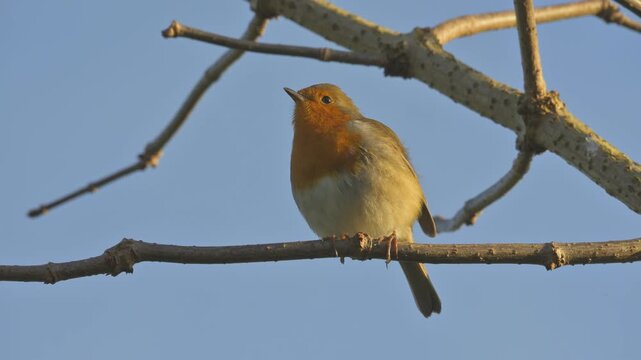 European Robin (Erithacus rubecula) in closeup, singing from the branch of a tree. Kent, UK, December. With sound