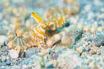 Mimic Octopus in the Lembeh Strait, Sulawesi, Indonesia