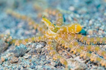 Mimic Octopus in the Lembeh Strait, Sulawesi, Indonesia