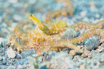 Mimic Octopus in the Lembeh Strait, Sulawesi, Indonesia