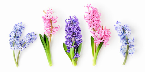 Hyacinth flowers with stem and leaves in pink, purple and blue colors photography isolated on white background