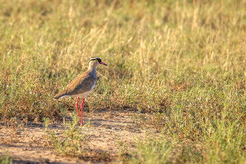 Crowned lapwing (Vanellus coronatus) foraging in a dry meadow, Kwandwe Private Game Reserve, South Africa.