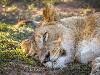Lioness ( Panthera Leo Leo) relaxing, Kwandwe Private Game Reserve, South Africa.