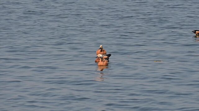 A group of beautiful ruddy shelducks are seen leisurely swimming in the welands lake