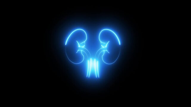 human, kidney, anatomy, organ neon graphic animation neon style icons. 4k video