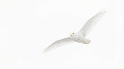 Fototapeta premium Magnificent snowy owl soaring gracefully with wings spread against a pristine white background.