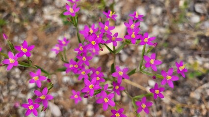 Estas pequeñas flores rosas contribuyen como pocas a embellecer el paisaje