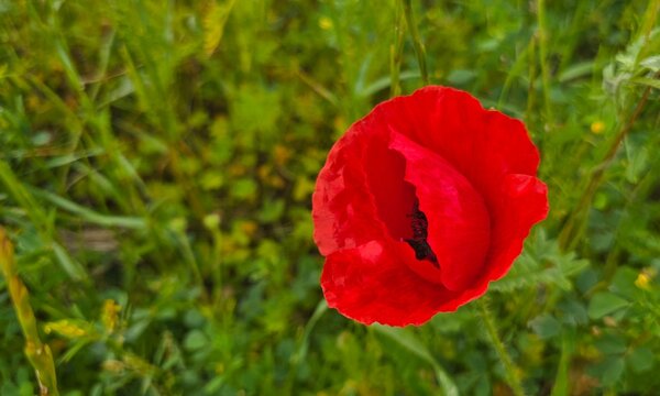 Flor de amapola en todo su esplendor